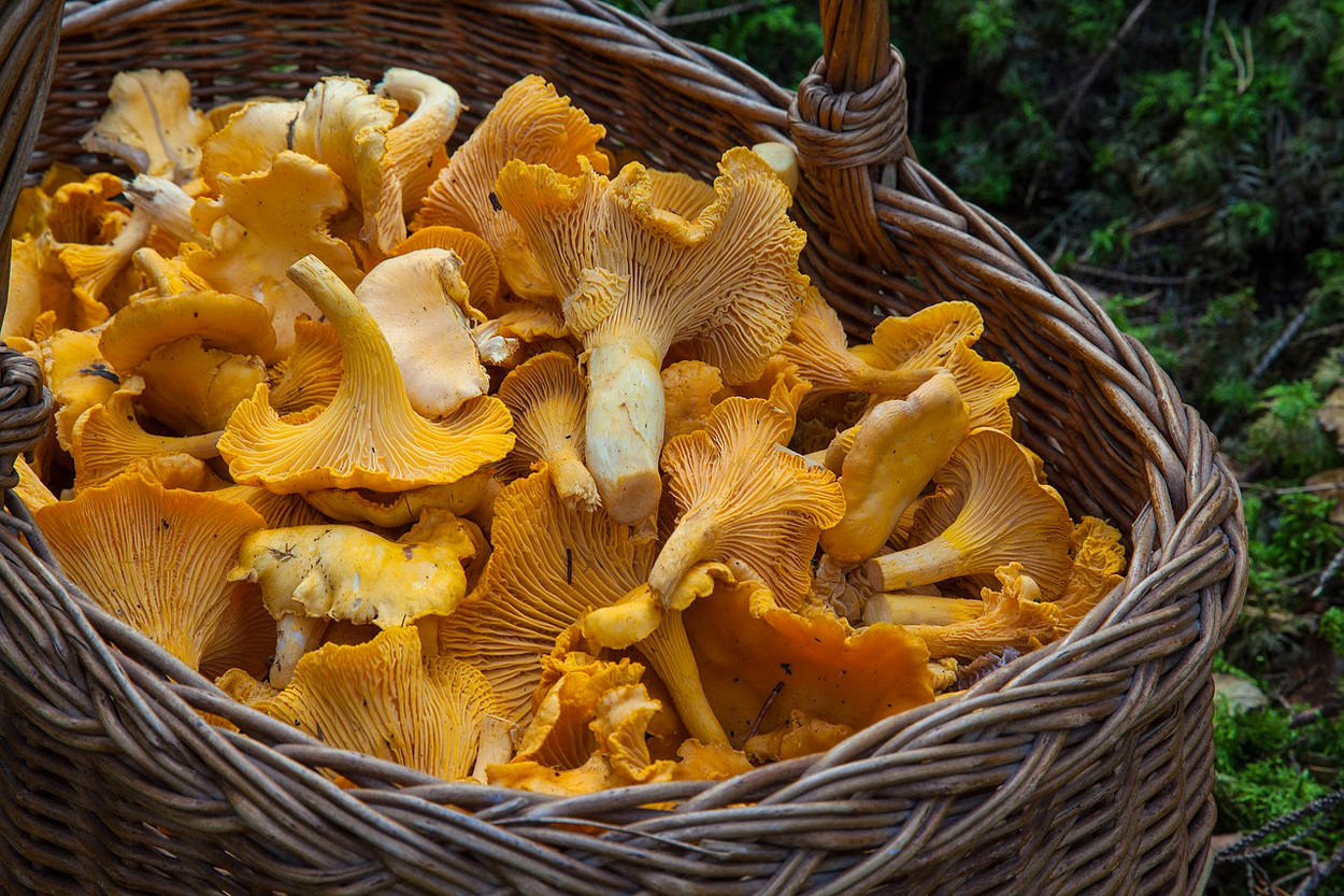 Wine and Dine: Chanterelles on Toast