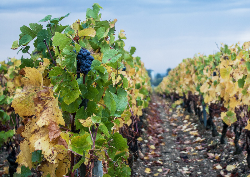 Burgundy En Primeur 2014 'A Beautiful Vintage'