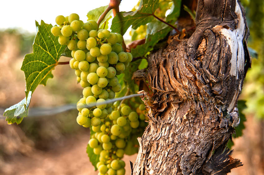 prosecco glera grapes on the vine