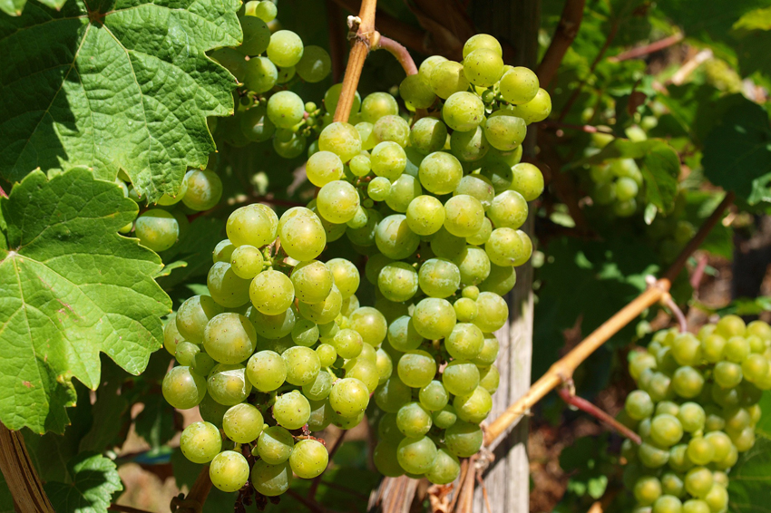 Riesling Grapes