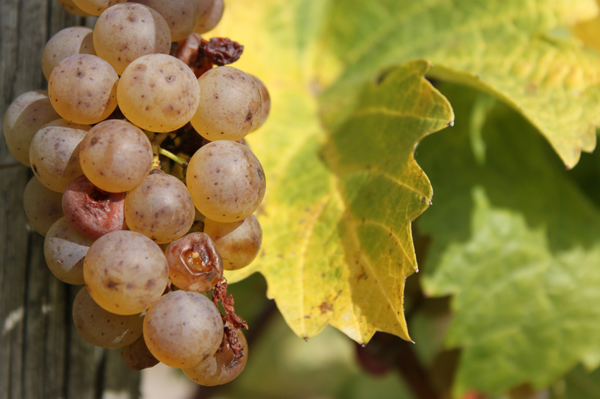 Riesling grapes used to make sweet wines