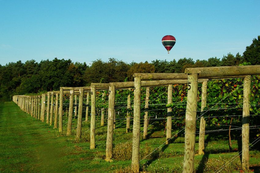 Bolney Vineyard England