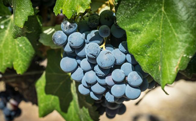 red grape varieties