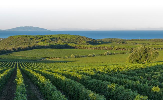 Tenuta Argentiera Bolgheri