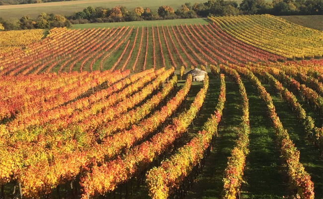 Domaine Fougeray de Beauclair