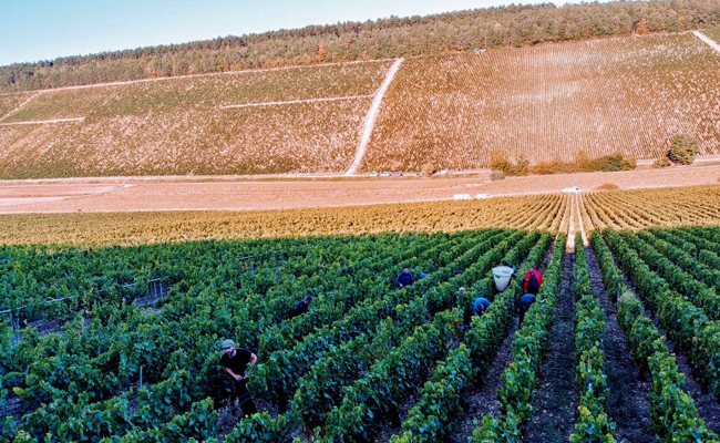 Domaine Jean Dauvissat