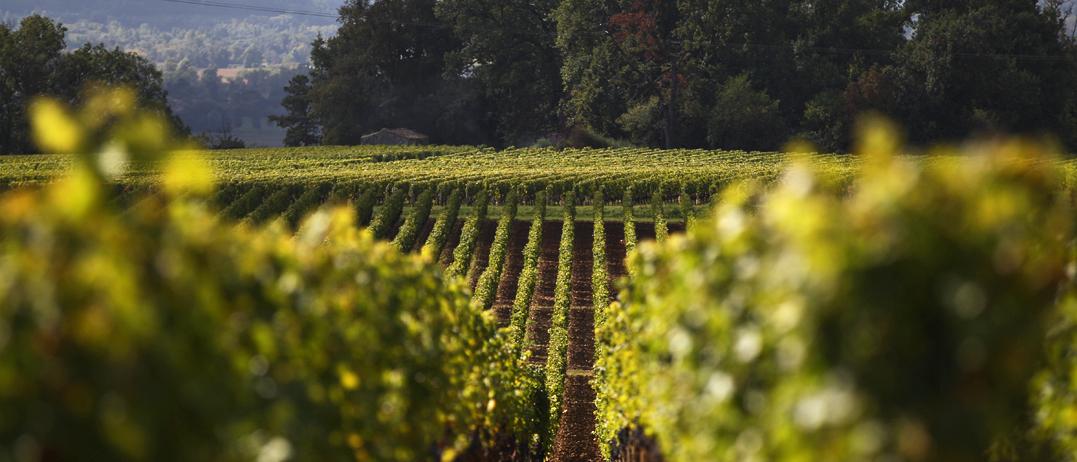 Lalande Borie Vineyard