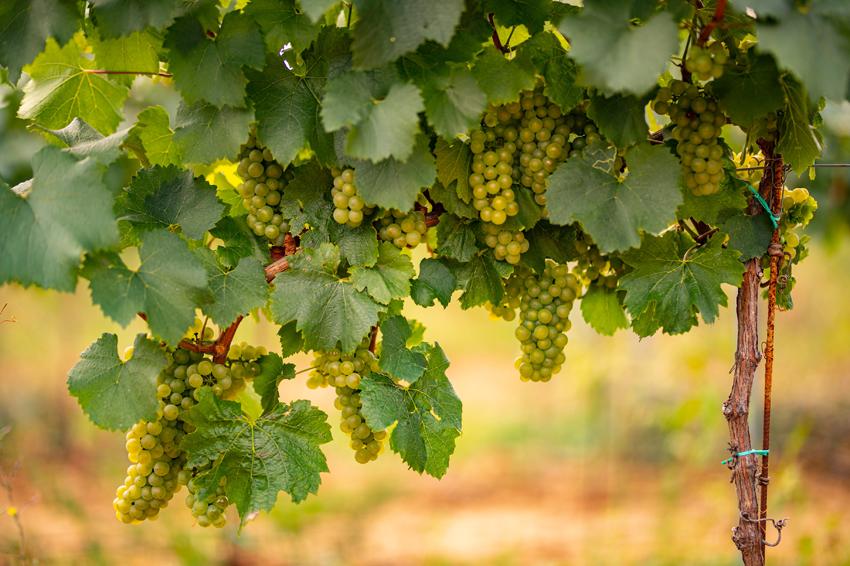 grillo grapes