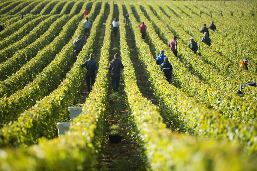 workers in vineyard