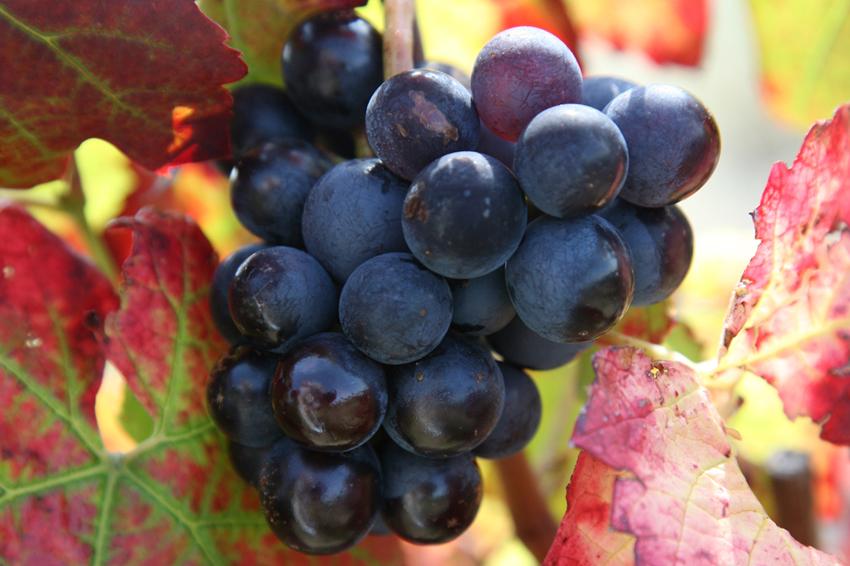 Gamay grape