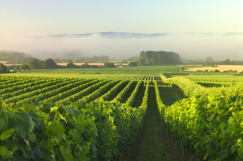 Nyetimber Vineyard