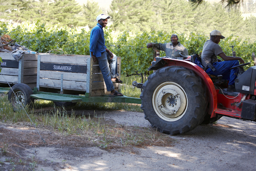 Sumaridge Vineyard in South Africa