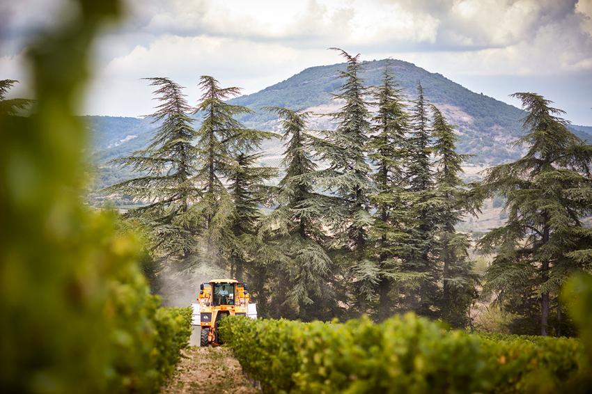 Louis Latour Ardeche Vineyard