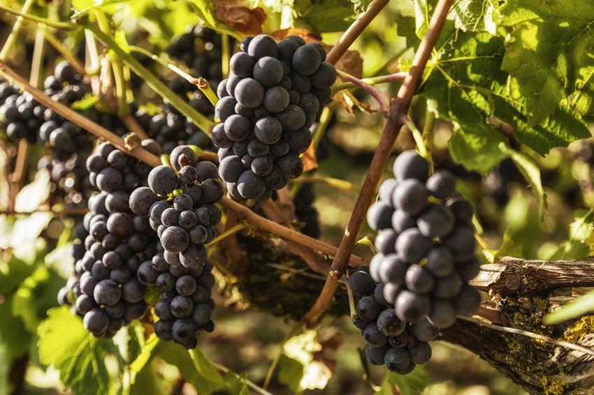 pinot noir grapes on the vine