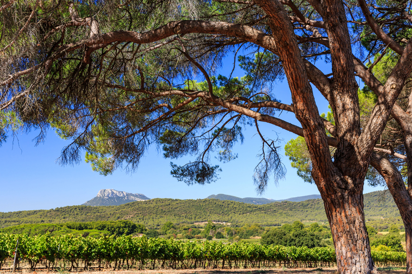 Figuiere Vineyard Provence