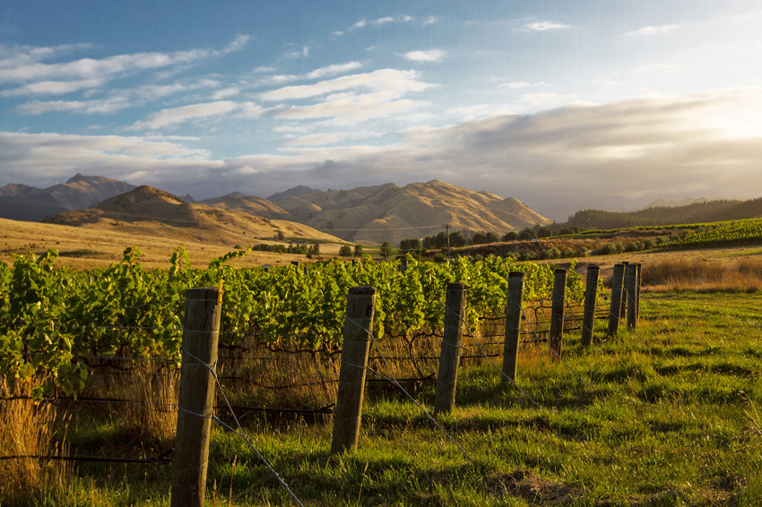 New Zealand Vineyard