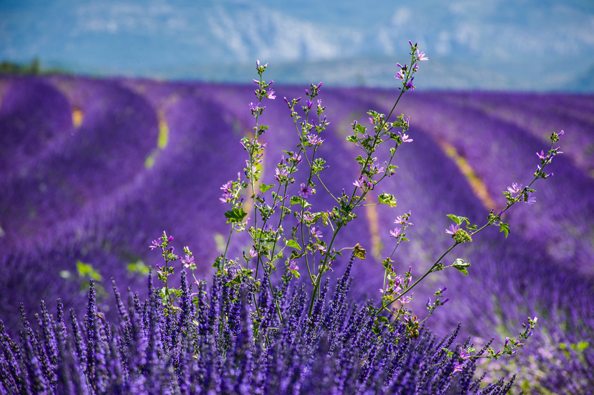 Provence Lavender