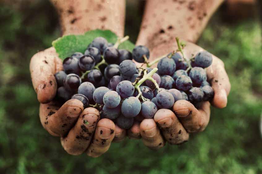 Sustainable Winemaking - Grapes